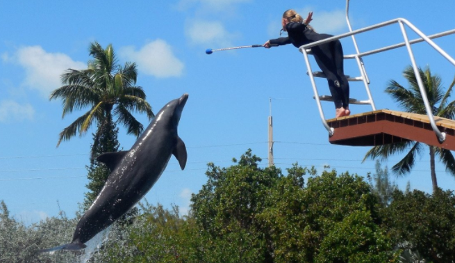 Florida Keys Dolphin Shows and Exhibits