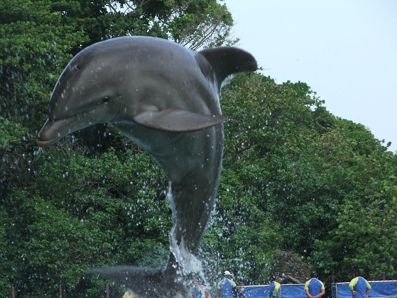 swim with the dolphins in the keys