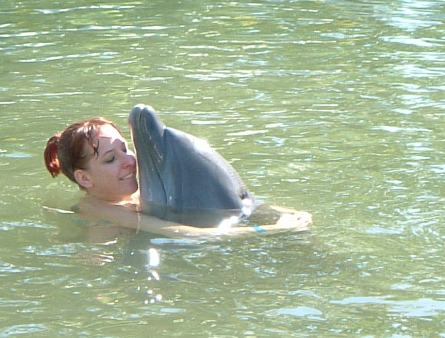 Florida Keys swim with dolphins