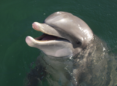 Places to swim with dolphins near Key West - 305-501-4898