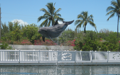 Can You Swim with Dolphins Near Marathon FL?