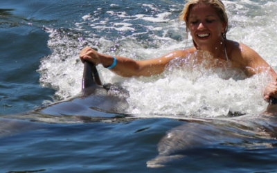 Swim with Dolphins Near Key West