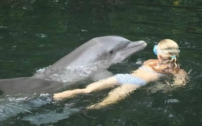 Swim with Dolphins or Dolphin Encounter in the Florida Keys