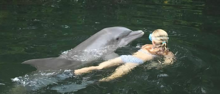 Florida Keys Dolphin Swim or Dolphin Encounter