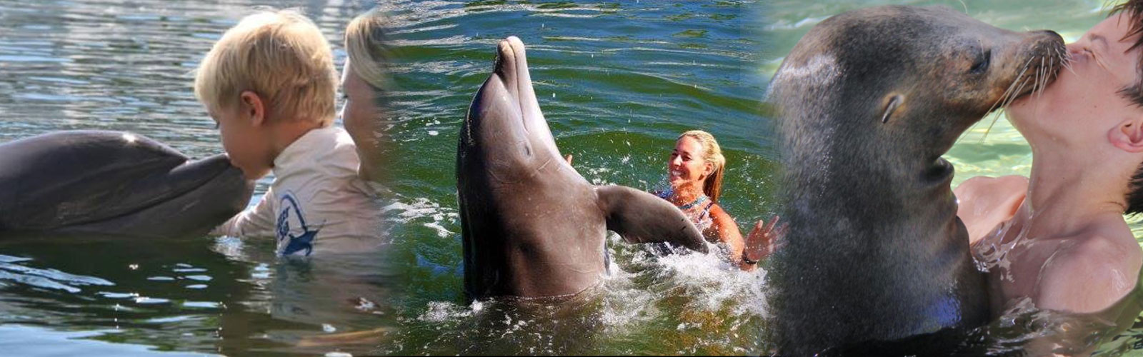 Miami Swim with Dolphin Tours and Tickets