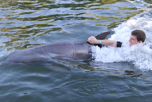 Swim with the Dolphins Miami