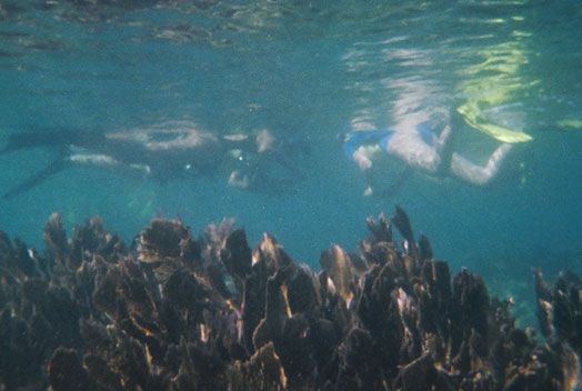 Dolphin Swim & Snorkel Trip in Florida Keys - Guests swimming