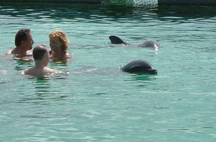 Florida Keys Dolphin Swims