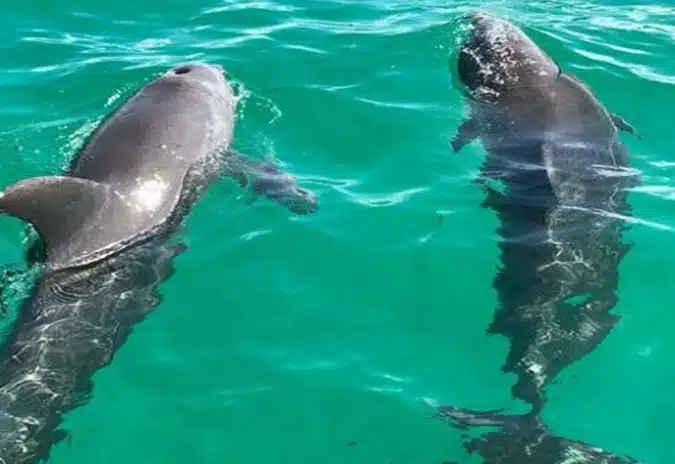 Your Ultimate Guide to the Dolphin Booking Calendar in the Florida Keys