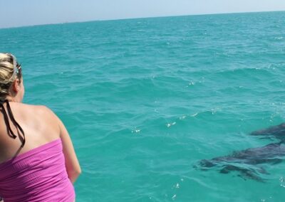 Key West Wild Dolphin Trip