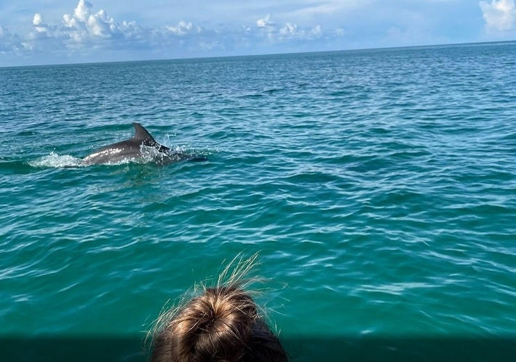 Wild Dolphin sighting Key West