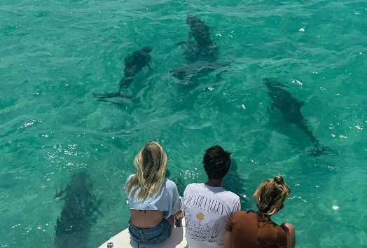 Wild Dolphin Trip in Key West – See Dolphins in Their Natural Habitat