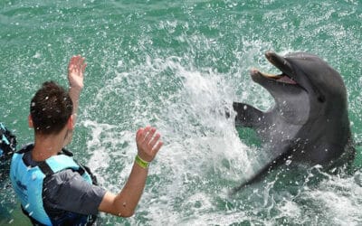 7 Things You Need to Know Before Swimming with Dolphins in the Florida Keys