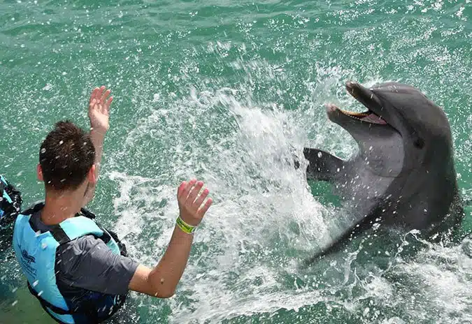 dolphin-splash-dolphin-encounter-duck-key dolphin splash dolphin encounter