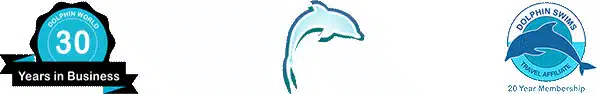 florida keys swim with dolphins