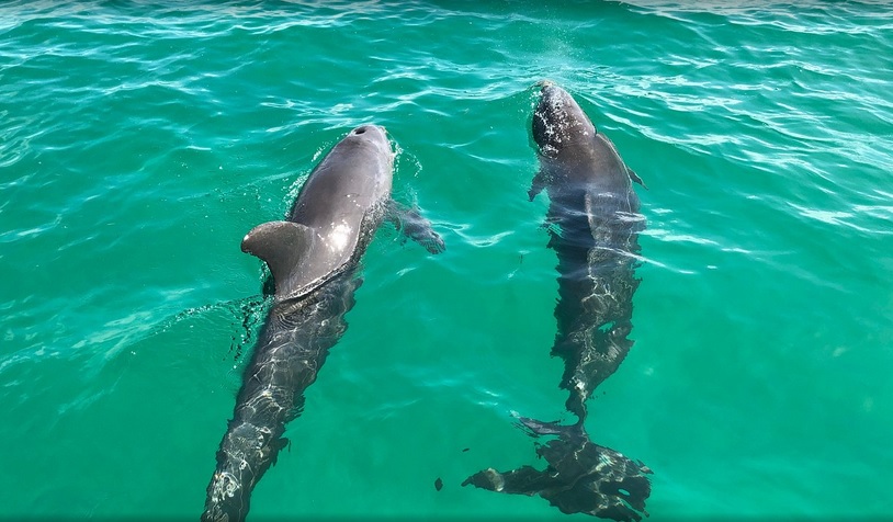 Swim with dolphins in Key West