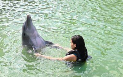 Seven Mile Bridge: Iconic Florida Keys Landmark & Swimming with Dolphins