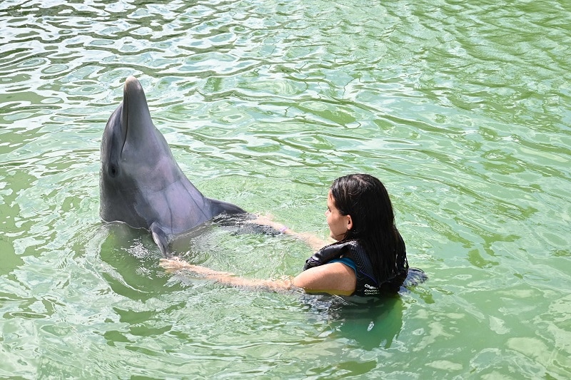 Swim with Dolphins Near Marathon FL