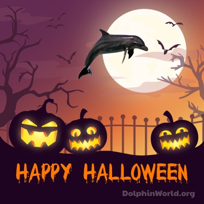 Swim with dolphins Key West for Halloween