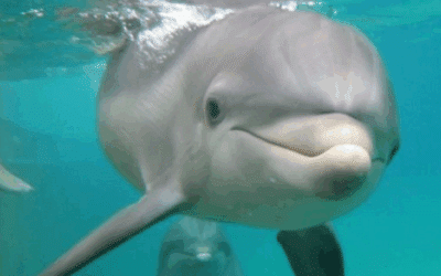 Dolphin Programs near Southernmost Point Guest House in Key West
