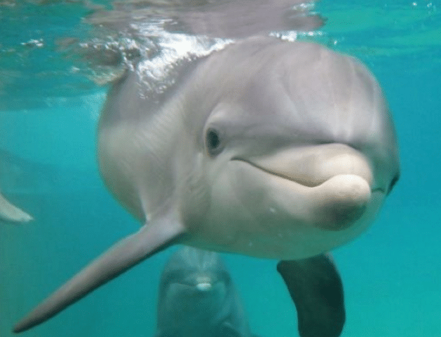Dolphin Programs near Southernmost Point Guest House in Key West