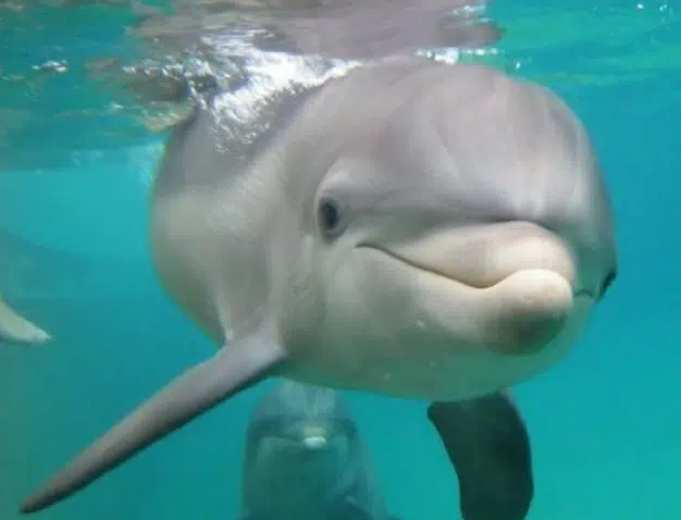 Dolphin Programs near Southernmost Point Guest House in Key West
