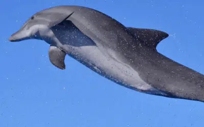 Swimming with Dolphins near Margaritaville Beach House Key West