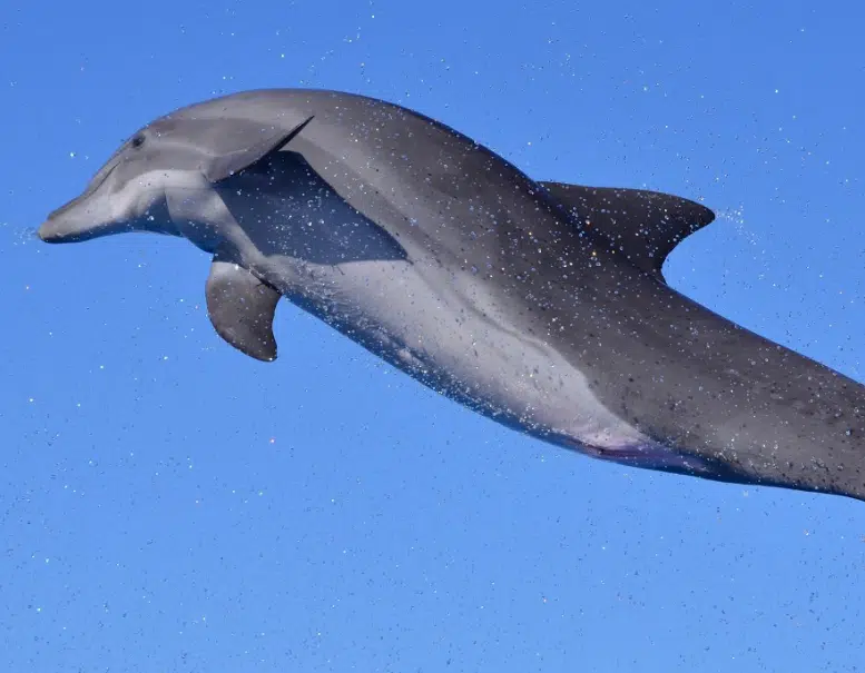 up_and_down_dolphin Key West Dolphin Swim