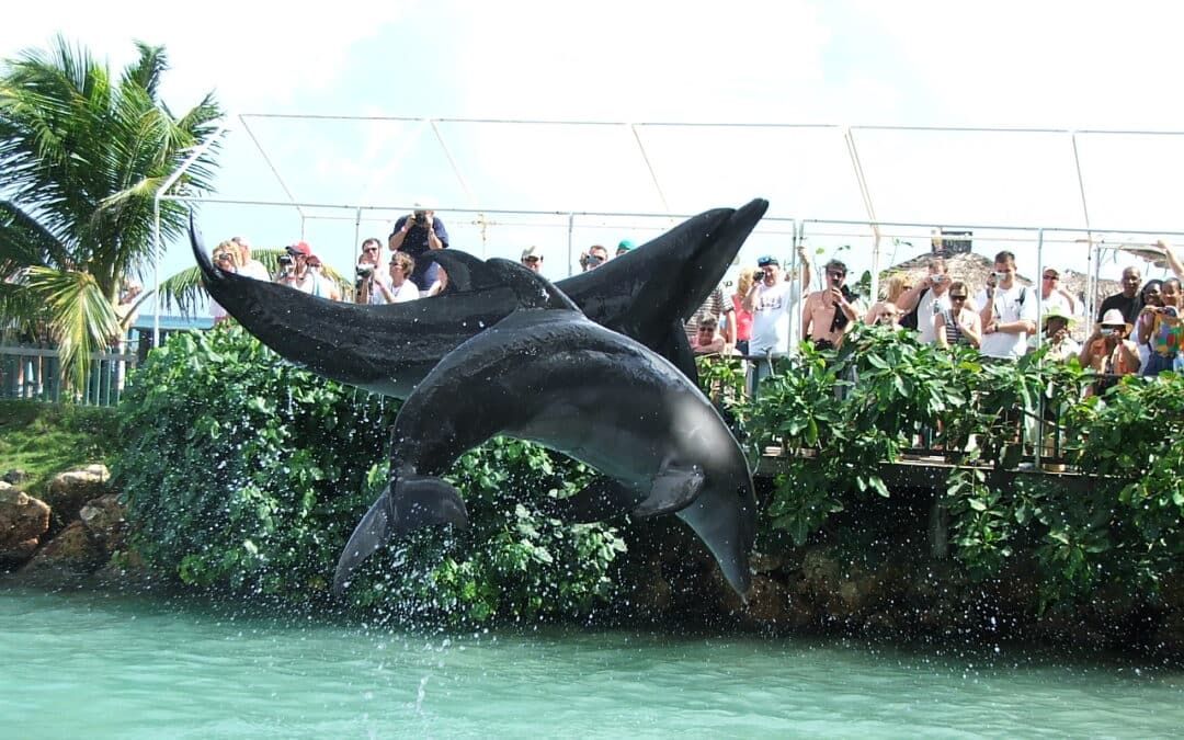 Swimming with the Dolphins near Bahia Honda State Park