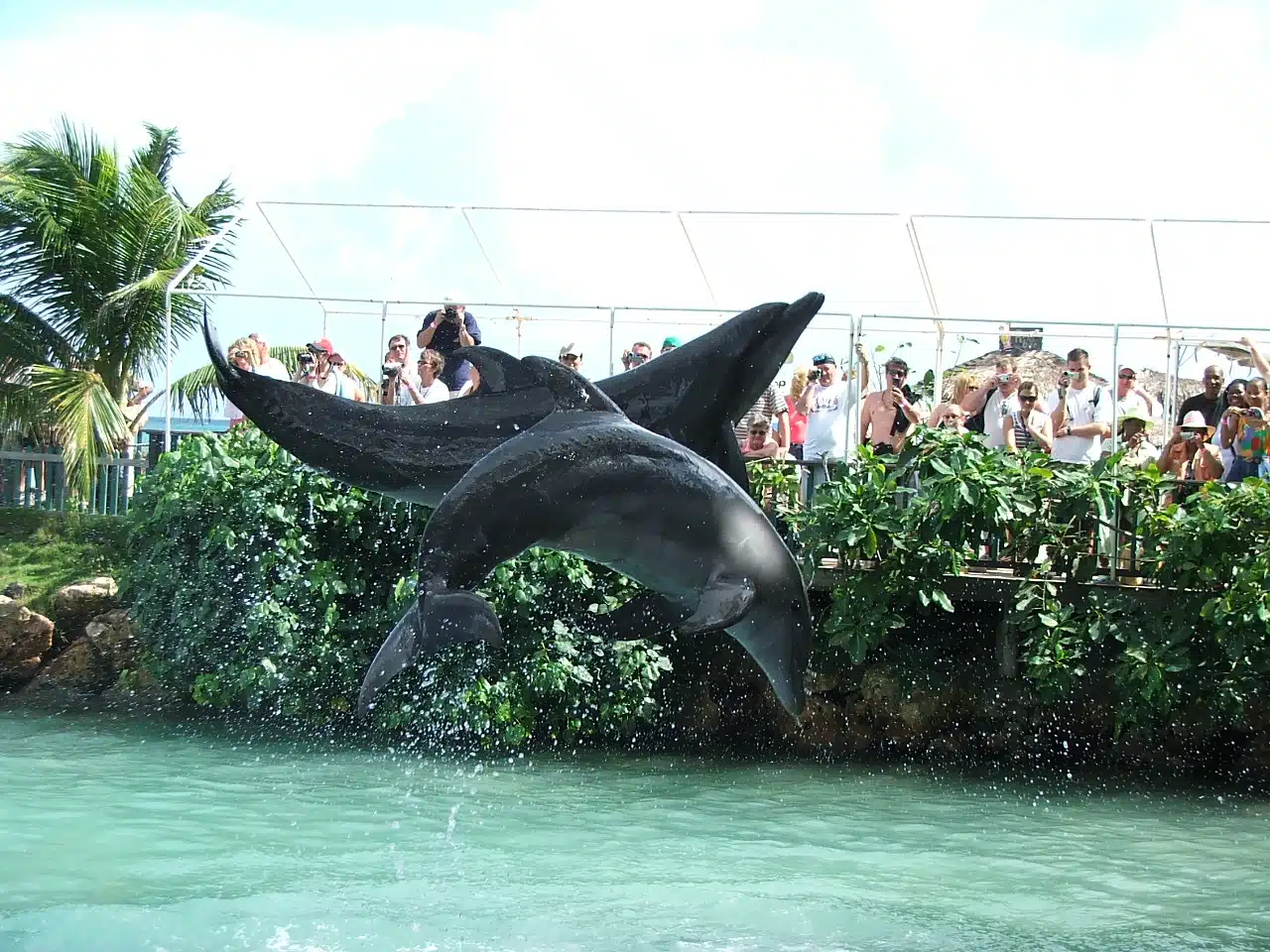 x – curl Swim with Dolphins Key West
