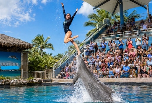 General Admission Dolphin show FL Keys Islamorada