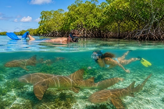 Swim with Sharks Florida Keys Islamorada