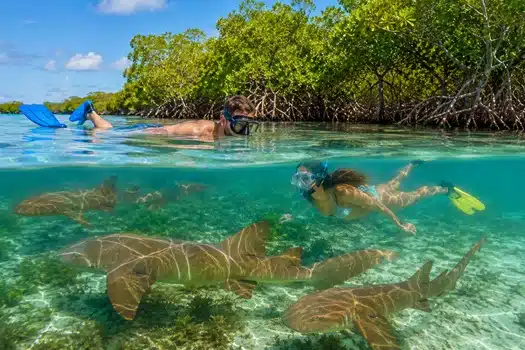 Swim with Sharks Florida Keys Islamorada