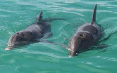 Wild Dolphin Trip Key West: My Family’s Amazing Day with Dolphins in the Florida Keys