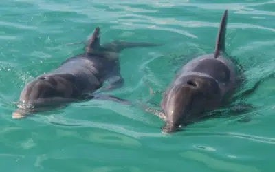 Wild Dolphin Trip Key West: My Family’s Amazing Day with Dolphins in the Florida Keys