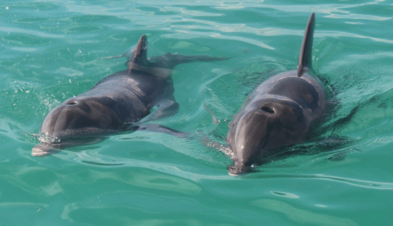 Key West Wild Dolphin Trip