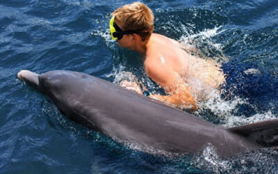 Florida Keys Dolphin Tours & New Ocean Adventures