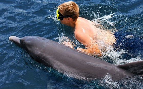 Florida-Keys-Dolphin-Swim-Islamorada-snorkel-with-dolphins Florida Keys Dolphin Swim Islamorada Dolphin Snorkeling