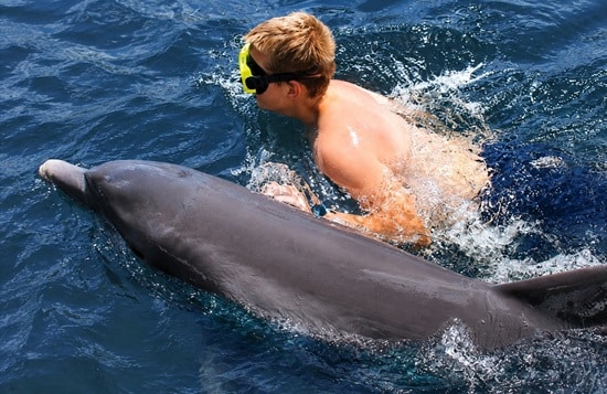 Florida Keys Dolphin Swim Islamorada Dolphin Snorkeling