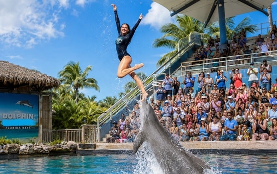 Islamorada Dolphin Show General Admission Upper Keys Dolphin Shows and General Admission