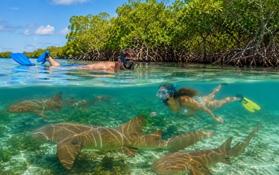 Islamorada Shark Swim