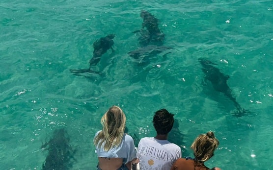 Key West Wild dolphin and snorkel trip