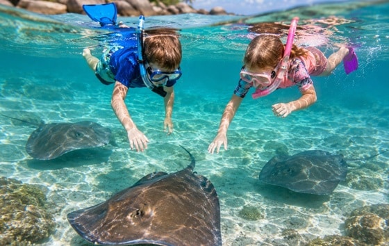 Upper Keys Islamorada Sting Ray Swim Upper Keys Sting Ray Swim