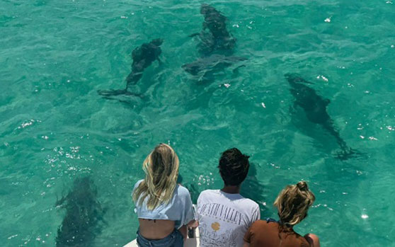 Wild-Dolphins-Dolphin-Safari Wild Dolphin Trip in Key West – See Dolphins in Their Natural Habitat