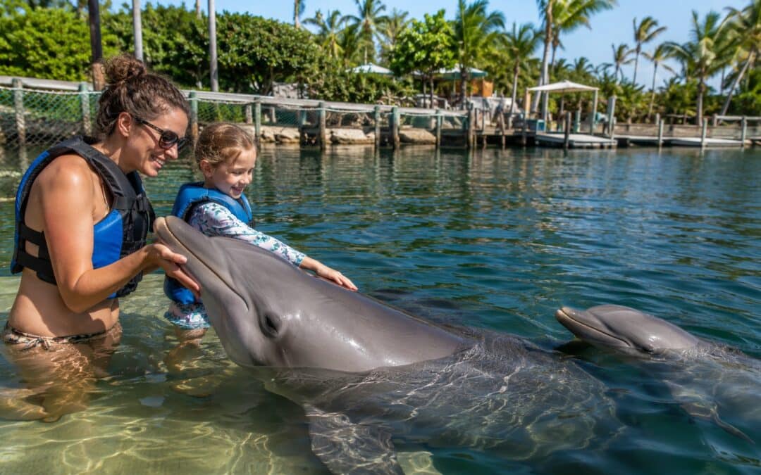 New Upper Keys Activity: Dolphin Encounter in Key Largo