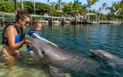 New Upper Keys Activity: Dolphin Encounter in Key Largo