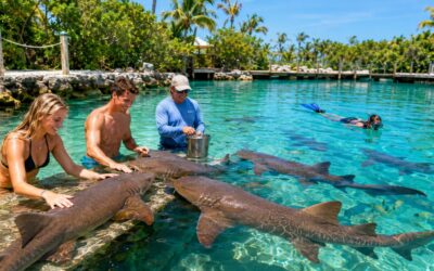 Swim with the Sharks in Islamorada: A Wild Florida Keys Adventure