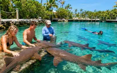 Swim with the Sharks in Islamorada: A Wild Florida Keys Adventure