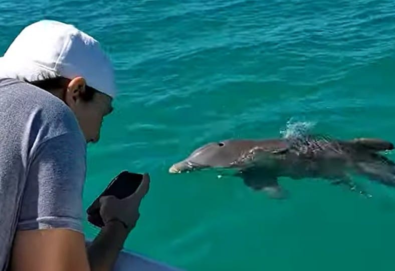 Wild dolphin tour